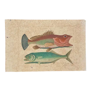 Mark Catesby Engraving, "Red Hind and Skipjack Tuna"