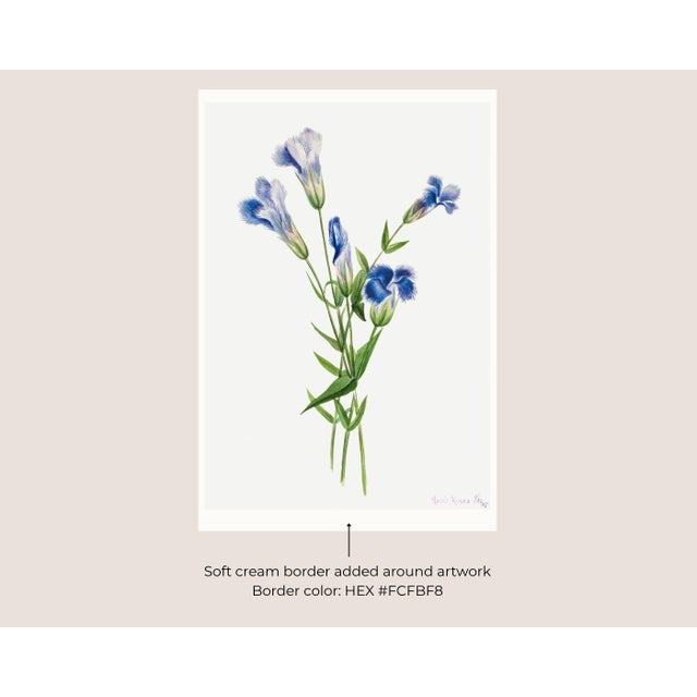 Fringed Gentian, Vintage Botanical Art Print Reproduction by Mary Vaux Walcott, 40" X 60" For Sale In Buffalo - Image 6 of 11