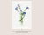 Fringed Gentian, Vintage Botanical Art Print Reproduction by Mary Vaux Walcott, 40" X 60" For Sale In Buffalo - Image 6 of 11