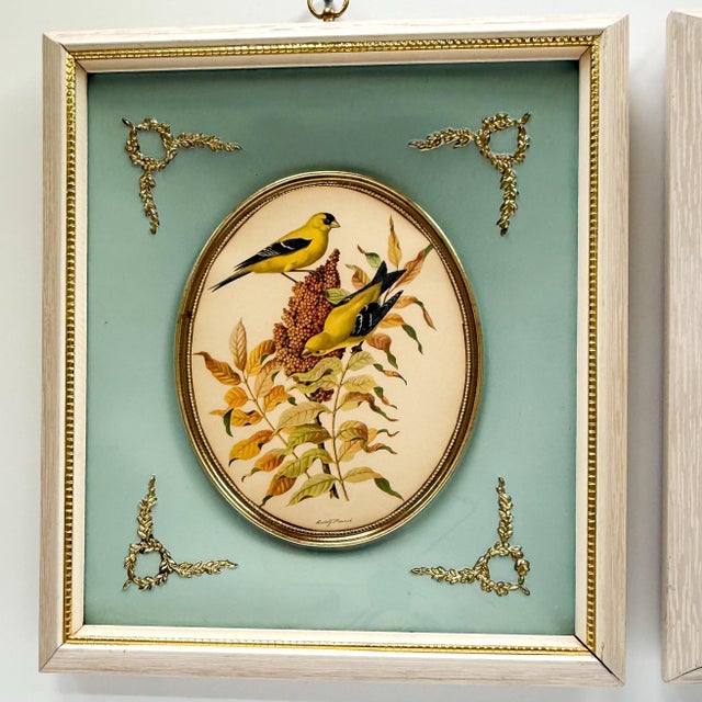 A charming vintage pair of decorative bird study prints after Rudolf Freund, presented in matching shadow box frames with...