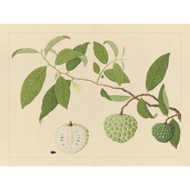 Golden Tropic Botanicals, Giclée Print #17 For Sale