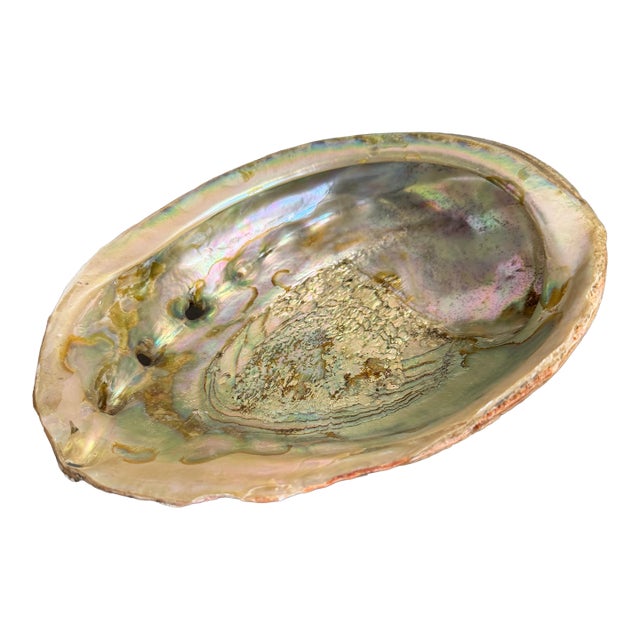 Red Abalone Shell For Sale