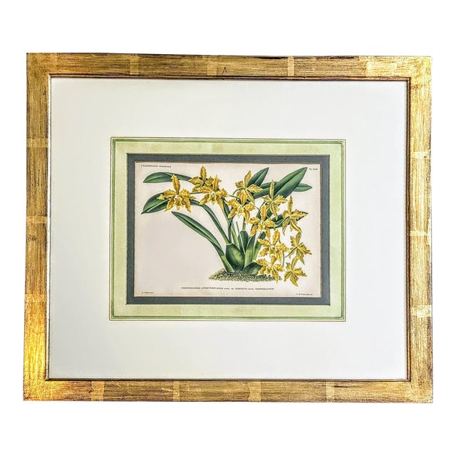 A. Goossens 1890 Antique Botanical Color Lithograph Odonotoglossum Luteo Purpueum For Sale
