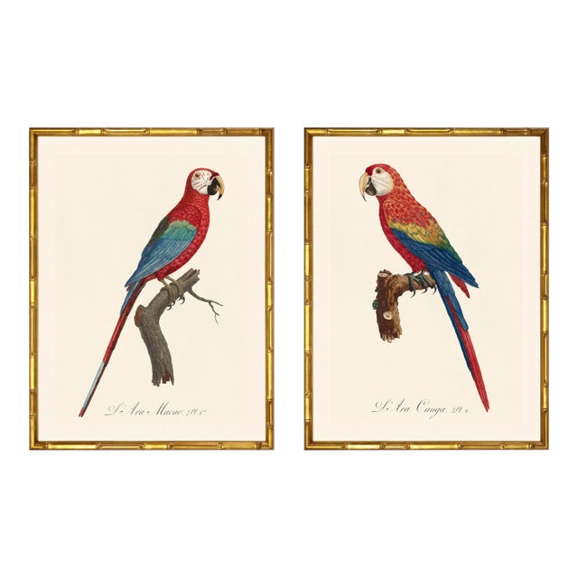 Barraband Parrots – Macaws (Set of 2), Framed in Bronze Bamboo For Sale