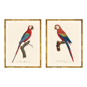 Barraband Parrots – Macaws (Set of 2), Framed in Bronze Bamboo