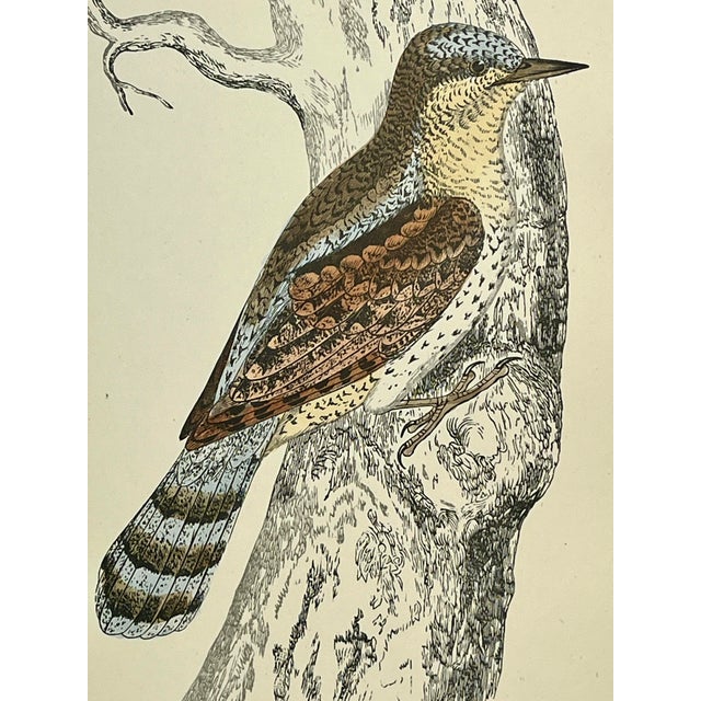 Cream Antique Hand Tinted Bird Print From England Featuring a Brown & Tan Wryneck - Circa 1888 For Sale - Image 8 of 11