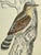 Cream Antique Hand Tinted Bird Print From England Featuring a Brown & Tan Wryneck - Circa 1888 For Sale - Image 8 of 11