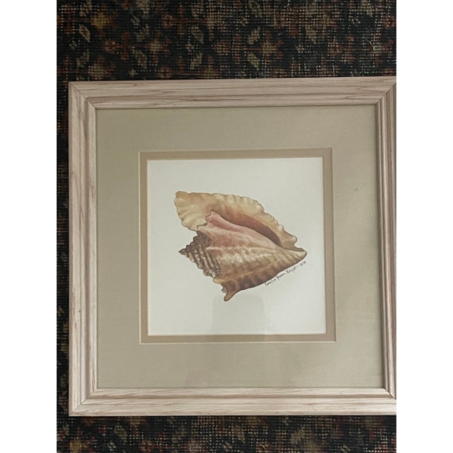 Coastal 1960s Coastal Vintage Sea Shell Prints Framed - Set of 3 For Sale - Image 3 of 5