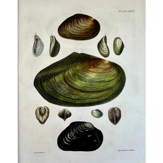 Illustration Sea Mussel Shells, 19th Century Print (Unframed) For Sale - Image 3 of 5