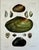 Illustration Sea Mussel Shells, 19th Century Print (Unframed) For Sale - Image 3 of 5