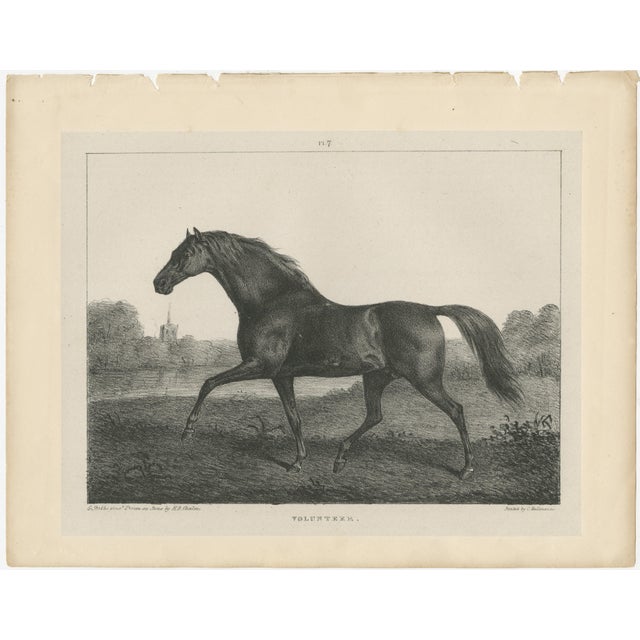 After Chalon, Volunteer & Selim Thoroughbred Horses, Lithographs, 1840, Set of 2 For Sale - Image 4 of 9