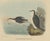 After Elliot, Large Bird Illustration Depicting Xantus's Murrlets, 1869, Print For Sale - Image 3 of 5