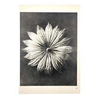 1940s Botanical Blossfeldt Print - No. 10 For Sale