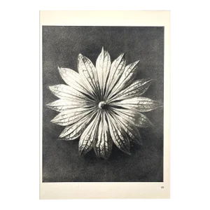 1940s Botanical Blossfeldt Print - No. 10