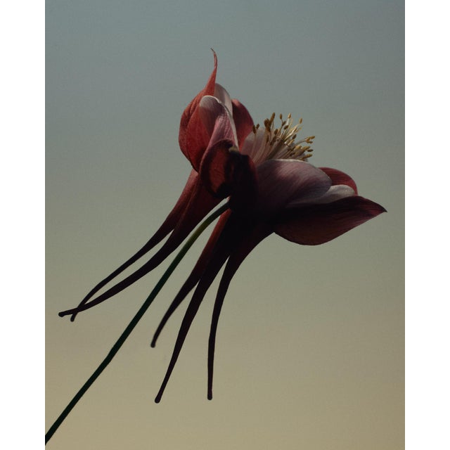 Aquilegia Caerulea by Oscar Calleja – Limited Edition Botanical Fine Art Print on Paper, Unframed For Sale