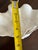 Vintage Realistic Ceramic Clam Shell Bowl – Sculptural Coastal Decor Dish For Sale In Raleigh - Image 6 of 10
