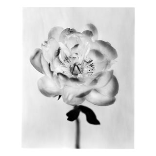 Ugne Pouwell, Peony No. 17, 2026, Analogue Floral Photography, Limited Edition of 20 For Sale