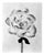 Ugne Pouwell, Peony No. 17, 2026, Analogue Floral Photography, Limited Edition of 20 For Sale