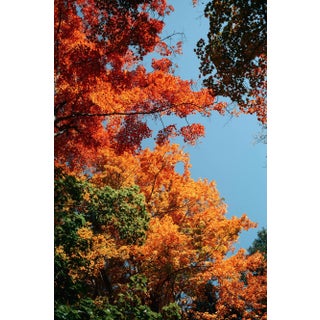 Contemporary Minimalist 'Vibrant Fall Foliage', Large 24 X 36" Fine Art Photography Print For Sale