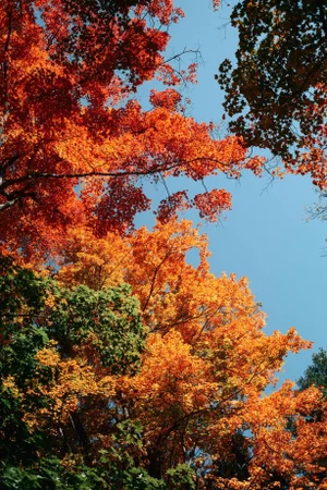 Contemporary Minimalist 'Vibrant Fall Foliage', Large 24 X 36" Fine Art Photography Print