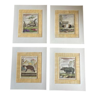 Set of Four Authentic 19th Century Buffon Color Engravings in Corrugated Gold Gesso Mattings. For Sale