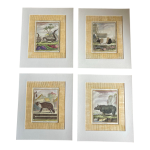 Set of Four Authentic 19th Century Buffon Color Engravings in Corrugated Gold Gesso Mattings.