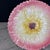 Majolica French Orchies Majolica Pink Daisy Floral Plate Circa 1890 For Sale - Image 4 of 8