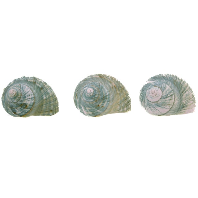 Nautical Aqua Green Blue Turbo Shells – Set of 3 For Sale - Image 3 of 5