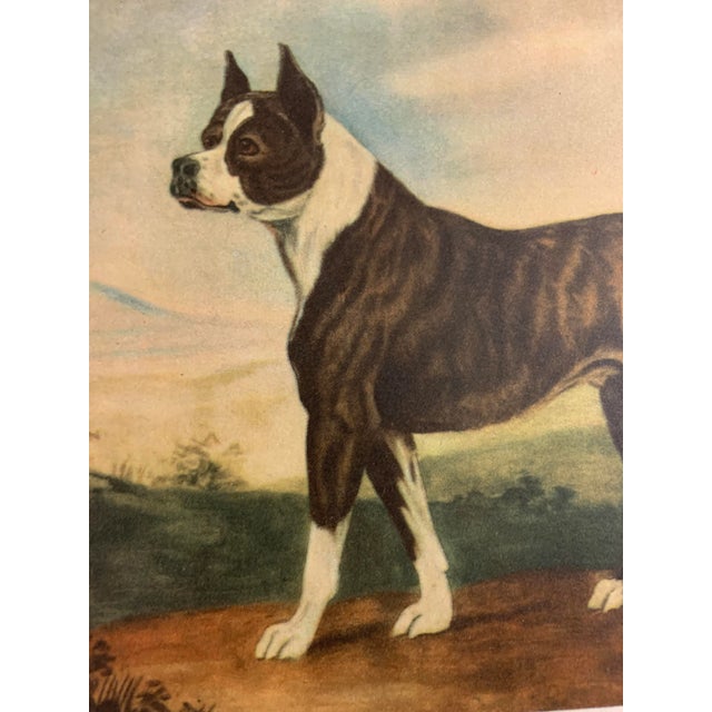 1940s 1948 Book Plate Print of a Bull Terrier Dog For Sale - Image 5 of 7