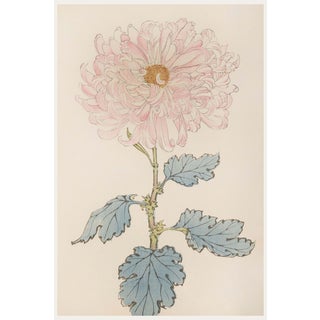 Blush Mum by Hasegawa, Vintage Japanese Botanical Art Print, 40" X 60" For Sale
