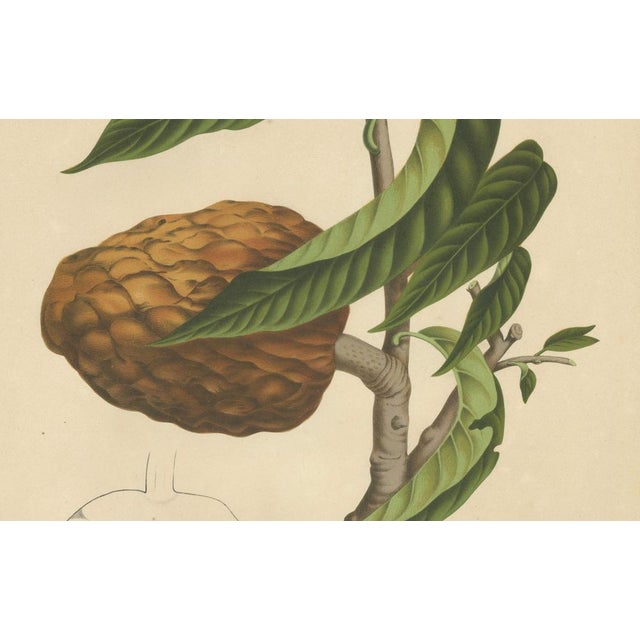 Sheep van Nooten, Bullock's Heart Botanical, 1880, Chromolithograph For Sale - Image 5 of 9