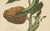 Sheep van Nooten, Bullock's Heart Botanical, 1880, Chromolithograph For Sale - Image 5 of 9