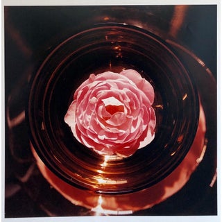 Peter C. Jones 1, Scepter'd Isle Rose Large Format Flower Photo 24X20 Color Photograph Beach House, 2005 For Sale