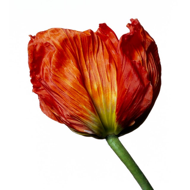 Mid-Century Modern Iceland Poppy (S), Framed Photograph, 41 x 44 For Sale - Image 3 of 3