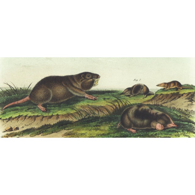 Original first edition Audubon stone lithograph from "The Viviparous Quadrupeds of North America", octavo edition, printed...