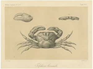 Lacrauds Freshwater Crab, Sumatra, 1887, Paper