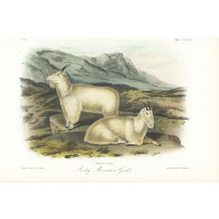1854 Audubon Quadruped Octavo Lithograph "Plate 128 Rocky Mountain Goat" For Sale