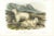 1854 Audubon Quadruped Octavo Lithograph "Plate 128 Rocky Mountain Goat" For Sale