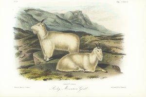 1854 Audubon Quadruped Octavo Lithograph "Plate 128 Rocky Mountain Goat"