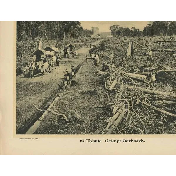 Kleynenberg, Felling Timber, 1910, Paper For Sale - Image 4 of 6