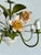 Vintage French Painted Tole 5-Light Water Lily Chandelier, 1960s For Sale - Image 3 of 18