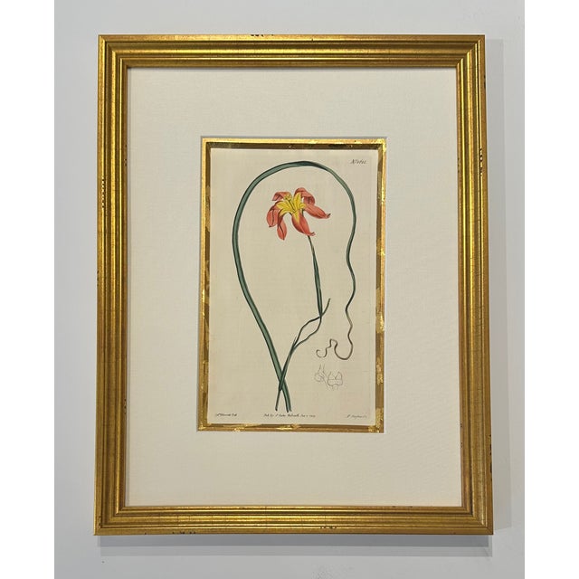 Illustration Botanical Set of 9 in Gold Leaf Gesso Mat by Curtis, 1842 (Framed) For Sale - Image 3 of 11