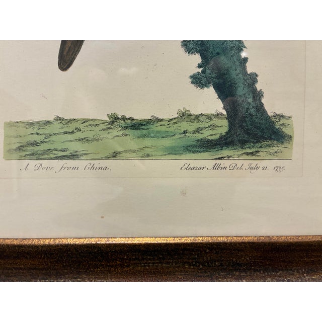 Chinese Vintage Eleazar Albin Chinese Dove Ornithological Bird Print in Dark Wood Frame For Sale - Image 3 of 5