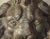 Metal Pair of Heavy French Cast Iron Lion Building Ornaments, Circa 1900 For Sale - Image 7 of 18