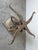 Brown Vintage Wrought Iron & Concrete Pedestal Outdoor Dining Table With Glass Top For Sale - Image 8 of 12