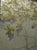 Silver Leaf Chinoiserie Hand-Painted Purple Wisteria Wall Panels (Set of 2) For Sale - Image 4 of 6