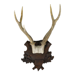 Black Forest Red Deer Trophy on Carved Plaque - Germany