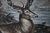 Paper 18th Century Rare 1696 Royal Prussian 66-Point Stag Hand-Colored Engraving After Frederick I For Sale - Image 7 of 9