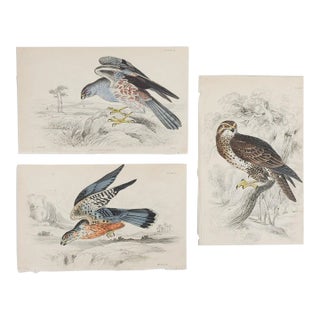Antique 1840s Hand Colored Lizars Raptors Book Plate Engravings - Set of 3 For Sale