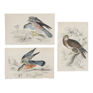 Antique 1840s Hand Colored Lizars Raptors Book Plate Engravings - Set of 3